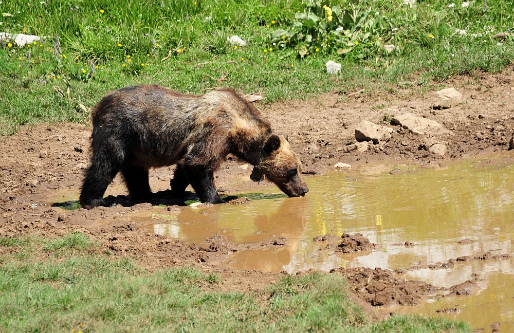 Obiettivo centrato: l''orso bruno marsicano.